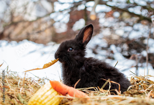 A small and cute black rabbit is sitting on dry grass. Carrots and corn lie near him. It is winter and cold, it is against the background of snow. The photo is blurred