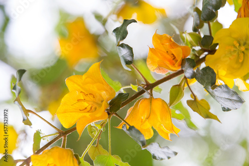 Yellow and orange  flowers of fremontodendron californicum photo