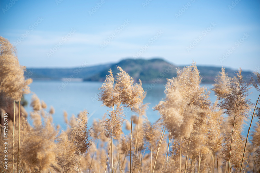 reeds on the bank of lake