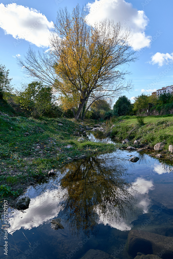 A large poplar tree in winter reflected in the river A large poplar tree in winter reflected in the river
