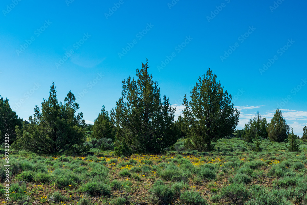 Trees and wildflowers in Steens Mountain Area
