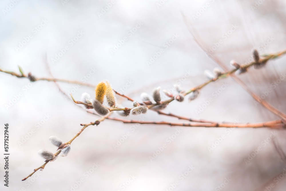 The first blossoming buds on the branches of trees against a blurred background. Spring The first blossoming buds on the branches of trees against a blurred background. Spring