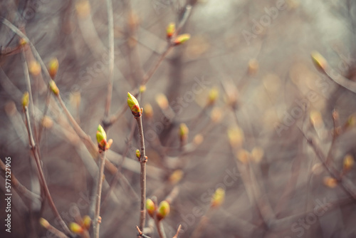 The first blossoming buds on the branches of trees against a blurred background. Spring