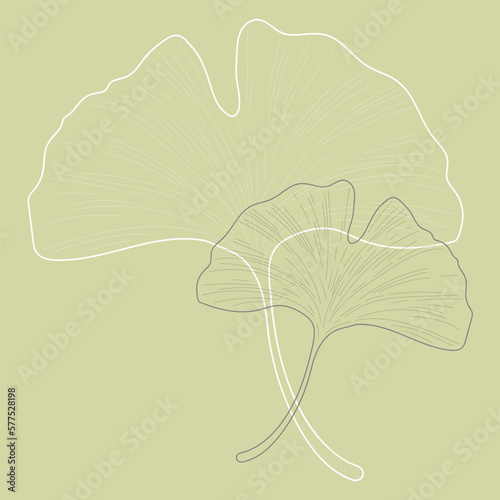 Ginkgo Biloba, two delicate plant twig, outline isolated vector illustration.