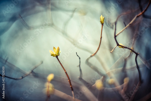The first blossoming buds on the branches of trees against a blurred background. Spring