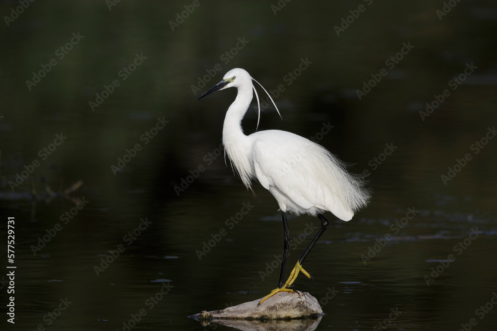 Naklejka premium The little egret (Egretta garzetta), small heron in the family Ardeidae.