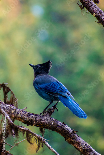Vibrant Visitor: Steller's Jay Poses Proudly on a Branch in a Striking Display