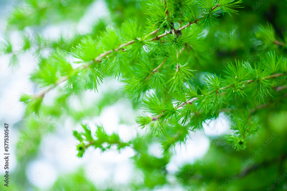 Young sprigs Larix decidua. Green juicy background. Conifer branches