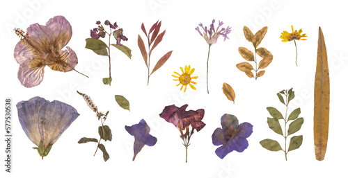 Herbarium dried flowers isolated on a white background Vol.4