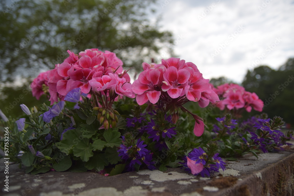 Obraz premium Blumen