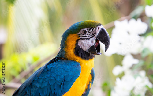 beautiful Blue-and-Yellow Macaw in rainforest