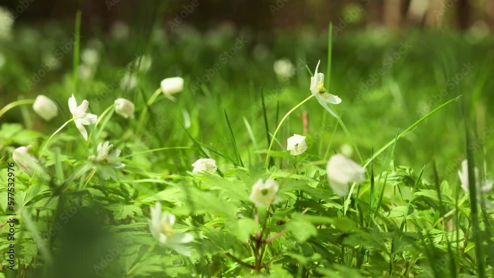Panorama of beautiful spring landscape in forest with first early flowers. Selective focus. Nature backdrop with plant and soft focus. High quality 4k footage Panorama of beautiful spring landscape in forest with first early flowers. Selective focus. Nature backdrop with plant and soft focus. High quality 4k footage