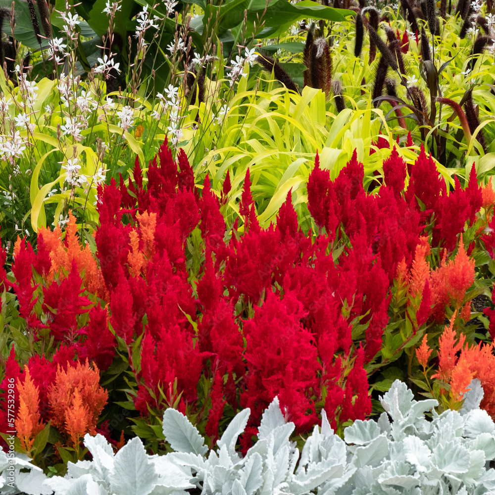Beautiful Flowerbed Beautiful Flowerbed