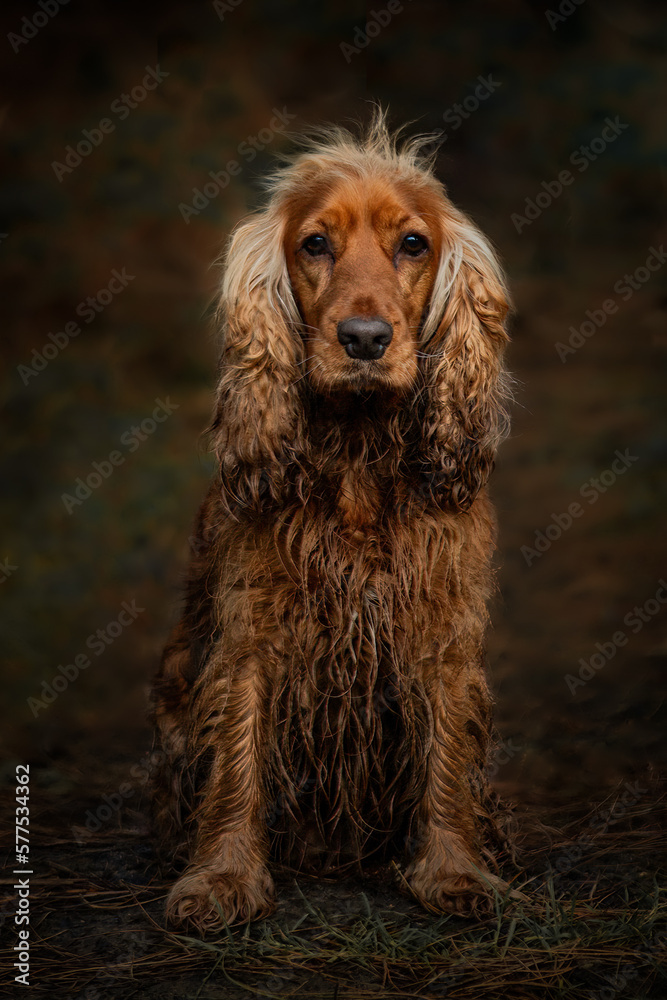 Show CockerSpaniel