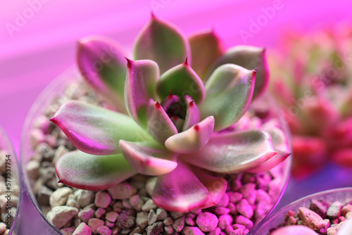 Photo from echeveria succulents under phytolamp