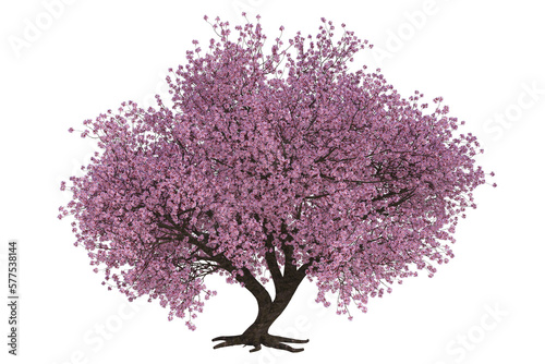 flowering tree isoled on transparent background.  (3D ) © photorebelle