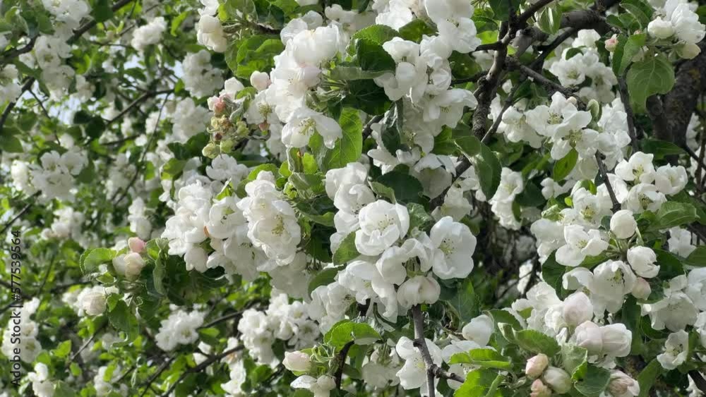 Apple blossom flowers on a tree in spring. Apple blossom flowers on a tree in spring.