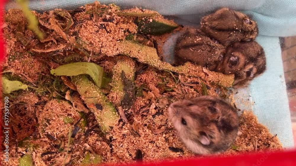 Hamsters in a cage at the bazaar. Hamsters in a cage at the bazaar.