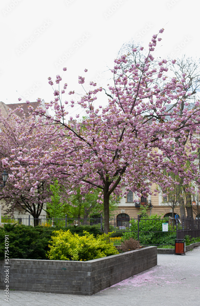 city park in spring with pink cherry trees in bloom