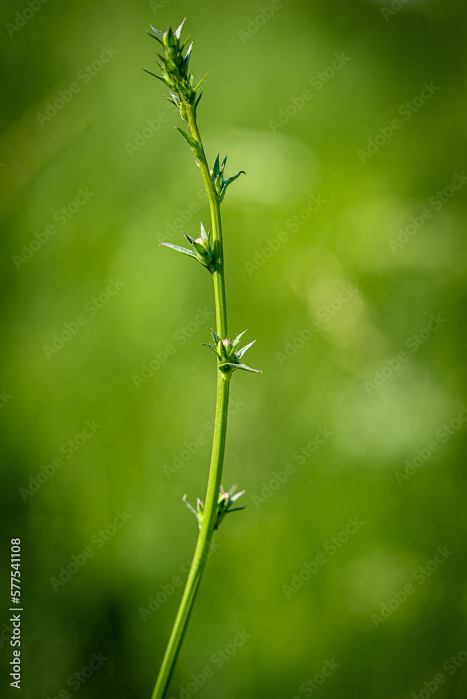 green plant with green background