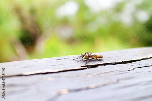 Insects that fly naturally outdoors © Mann