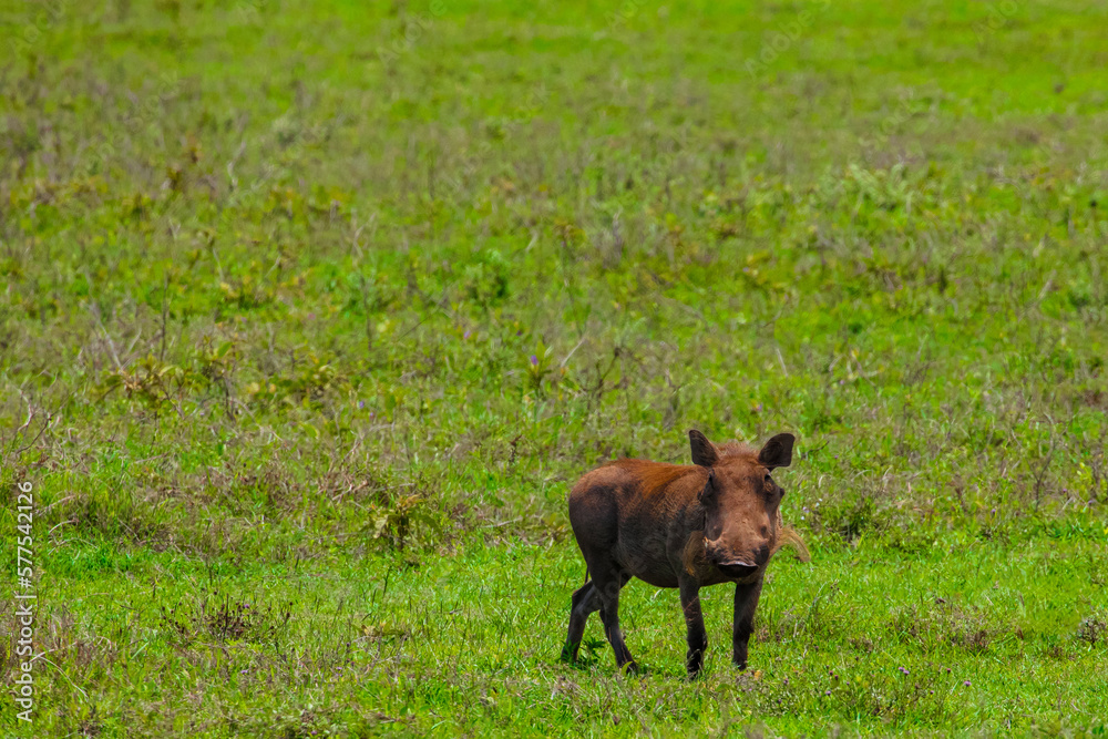 Common Warthog in the wild Common Warthog in the wild