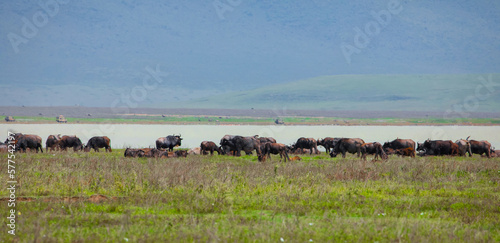 A herd of Cape Buffalo charging away from the water after being spooked by a predator. © Elena