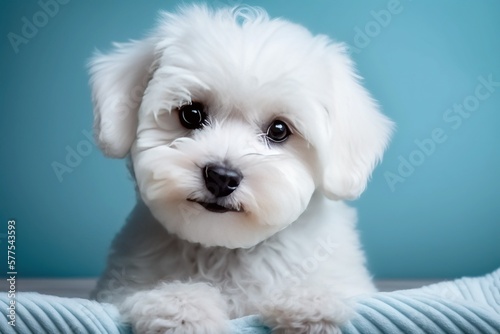 maltese puppy portrait