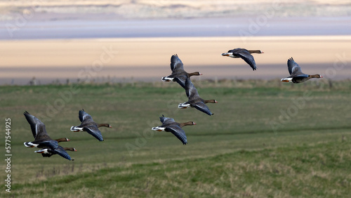 Flight of white fronted geese © Robert L Parker