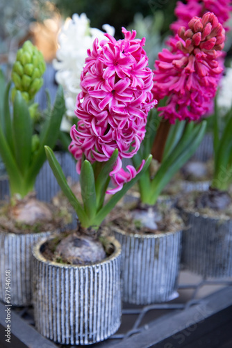 Fototapeta Naklejka Na Ścianę i Meble -  Beautiful bright pink Hyacinthus orientalis potted at the greek garden shop in spring.