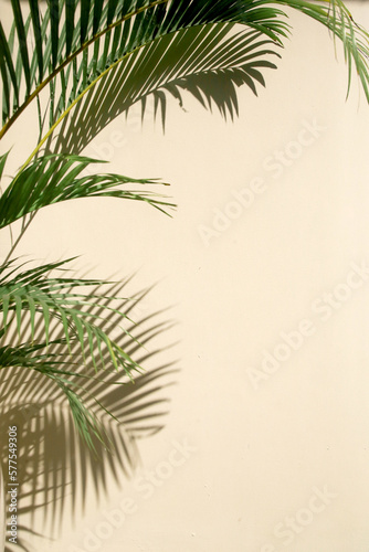 Palm tree shadows on the wall  design element with copy space