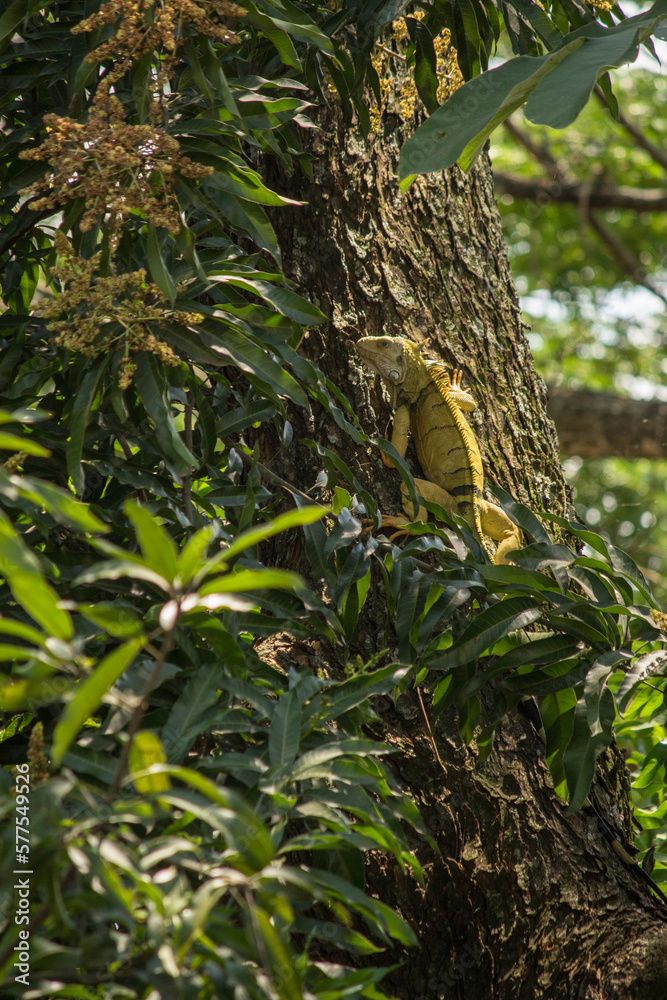 Fototapeta premium green iguana climbing a tree among leaves
