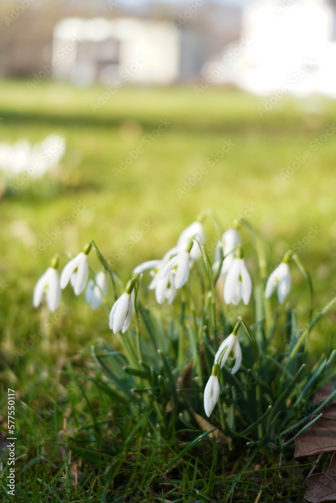 Obraz premium Weiße Schneeglöckchen im Gras