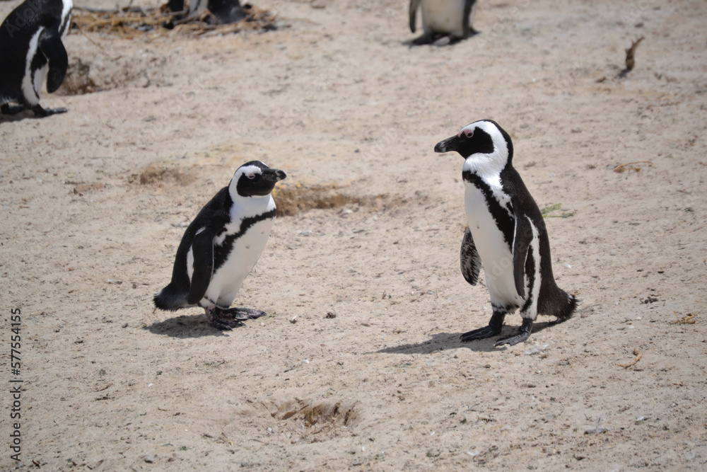 Fototapeta premium penguins of the boulders beach colony