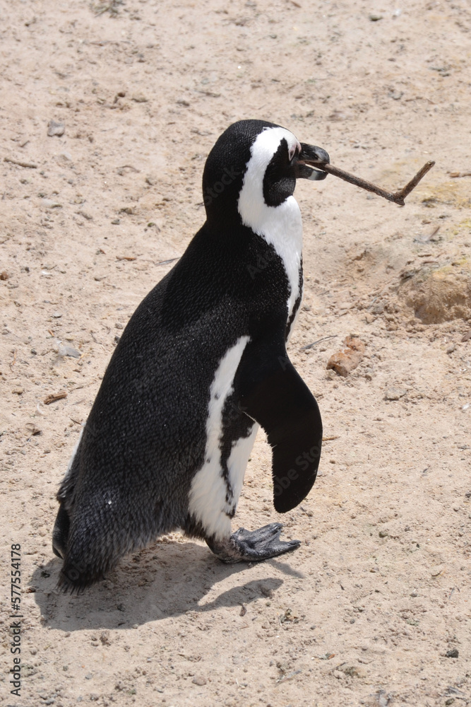 Obraz premium penguin holding a stick