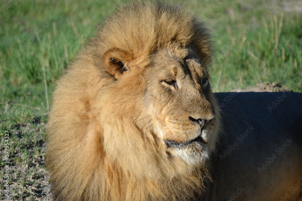 Profile portrait of majestic lion
