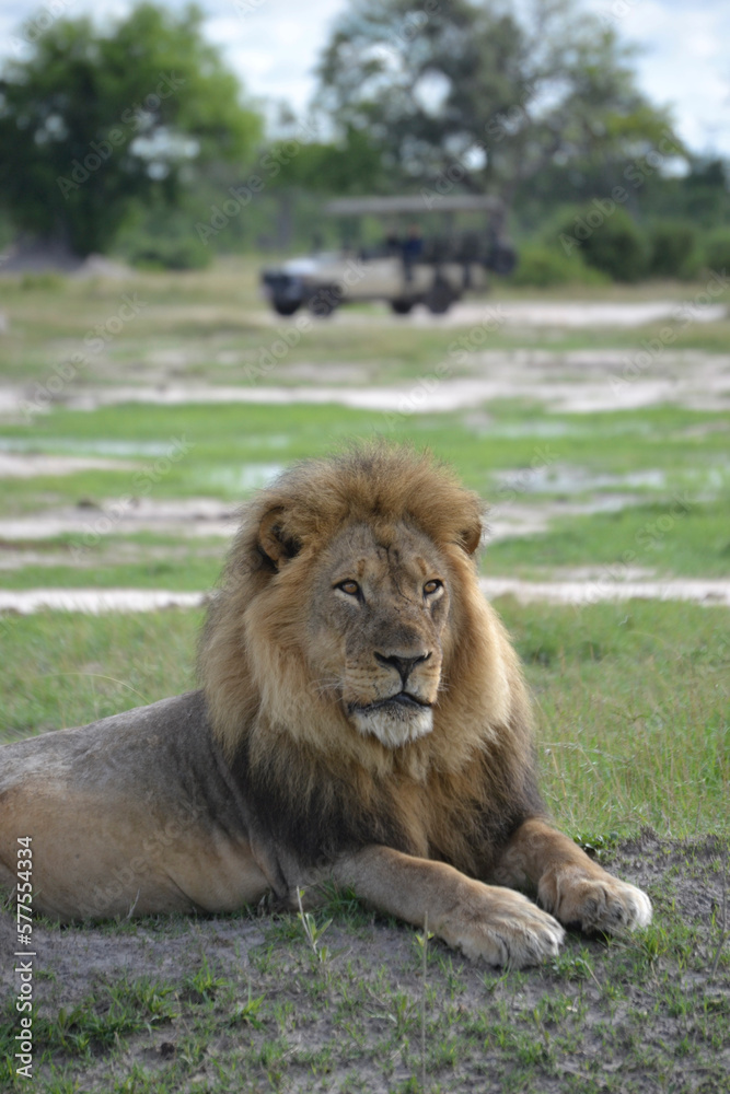 Jericho the Male Lion of Hwange National Park Jericho the Male Lion of Hwange National Park
