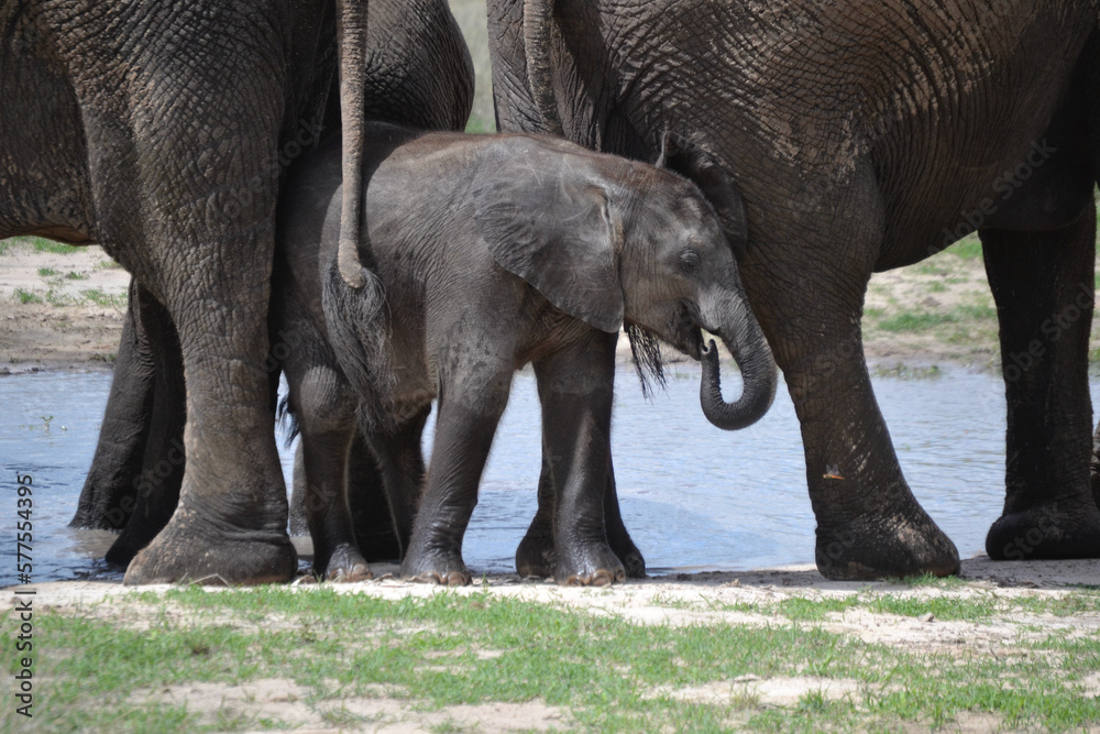 Fototapeta premium Baby Elephant Drinking Water