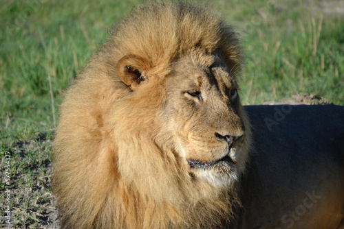 Profile portrait of majestic lion