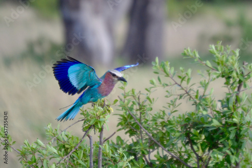 Lilac Breasted Roller Showing Off Its Colors