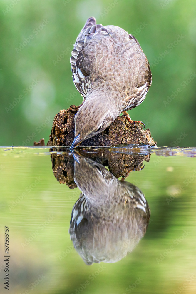 Fototapeta premium Aves