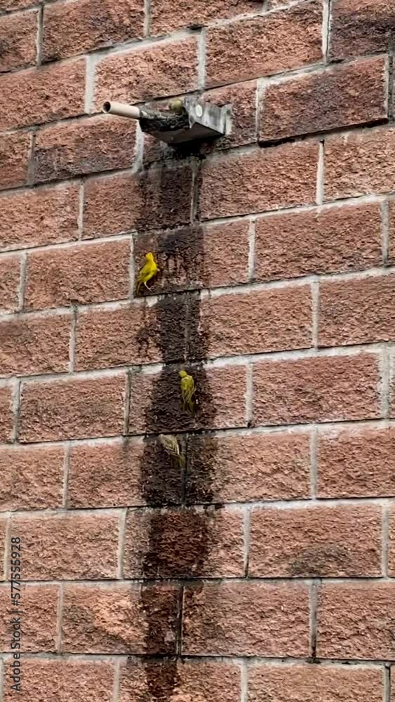 pájaros amarillos tomando agua de una tubería en la pared de ladrillo mientras vuelan.