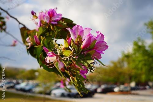 Closeup of Bauhinia Variegata tree brunch with light pink flowersCloseup of Bauhinia Variegata tree brunch with light pink flowers	 photo