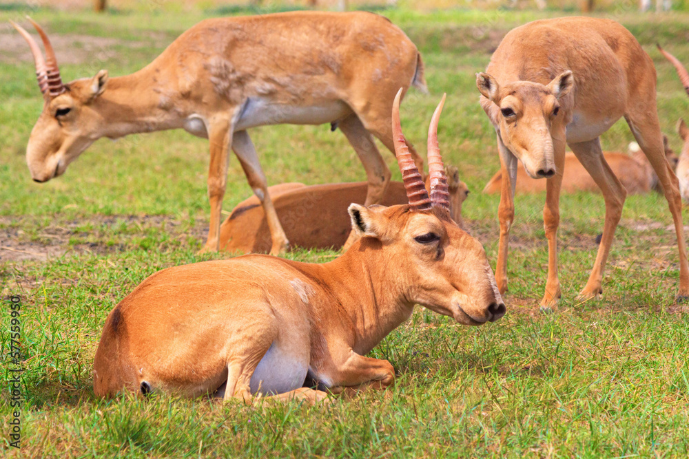 Summer landscape - view of herd of saiga antelope in dry steppe under the hot summer sun. Wildlife scene from nature Summer landscape - view of herd of saiga antelope in dry steppe under the hot summer sun. Wildlife scene from nature