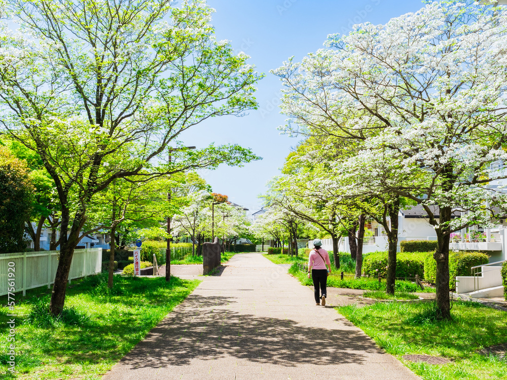 郊外の住宅地　ハナミズキが咲く生活道路