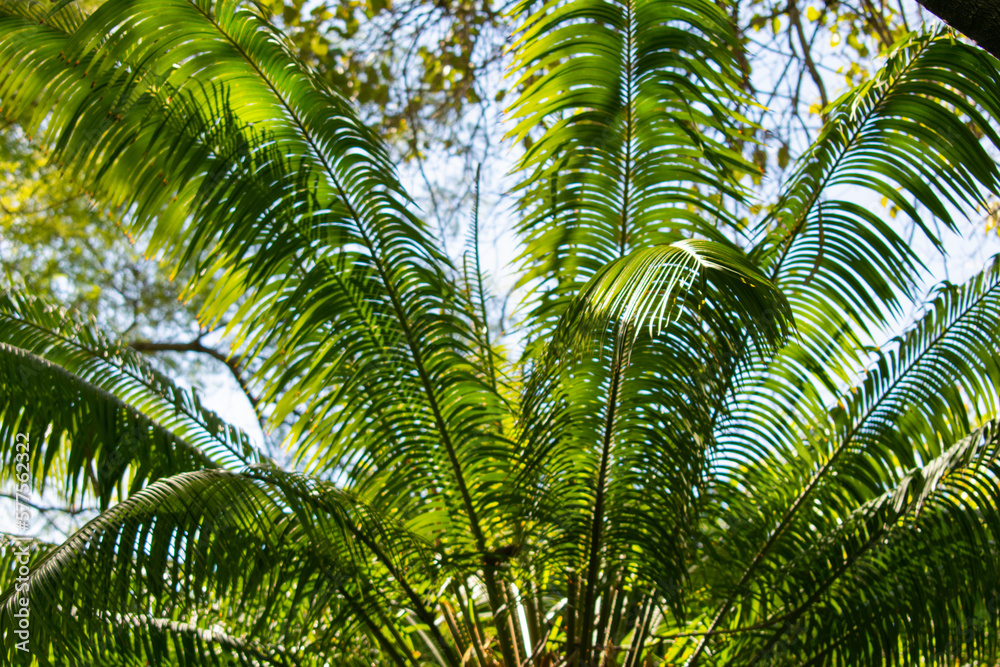 A thin palm with leaves fanning out over a bright sky - fresh and vibrant foliage A thin palm with leaves fanning out over a bright sky - fresh and vibrant foliage