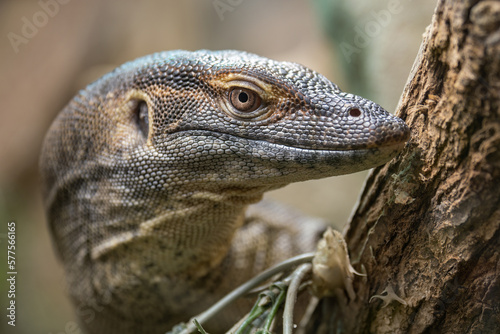 Photographie Mertens portrait of a monitor lizard.