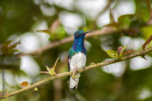 Colibrí