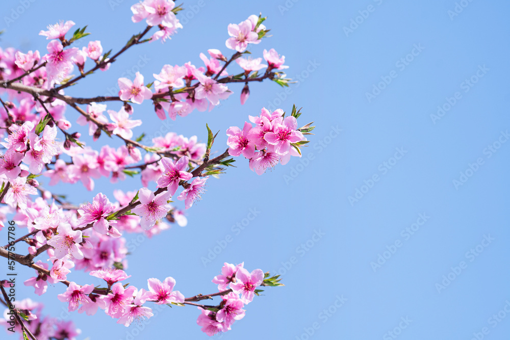 봄을 알리는 파란하늘과 복숭아꽃