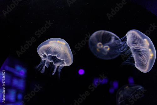 jelly fish in the aquarium © Photos By Liron